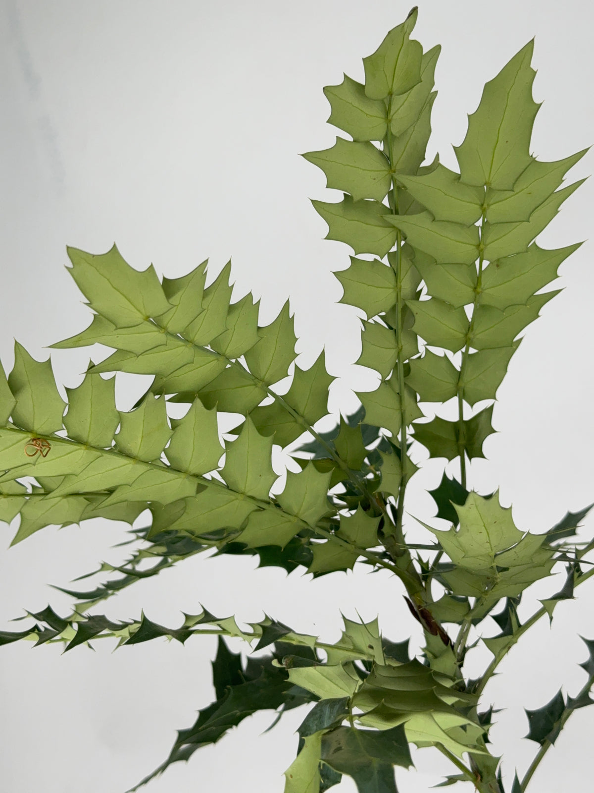 MAHONIA MEDIA CHARITY 3L