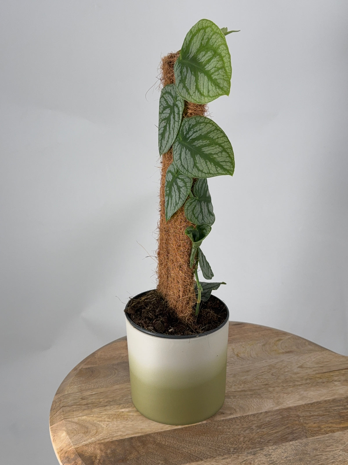 KRATISTE MONSTERA DUBIA M14