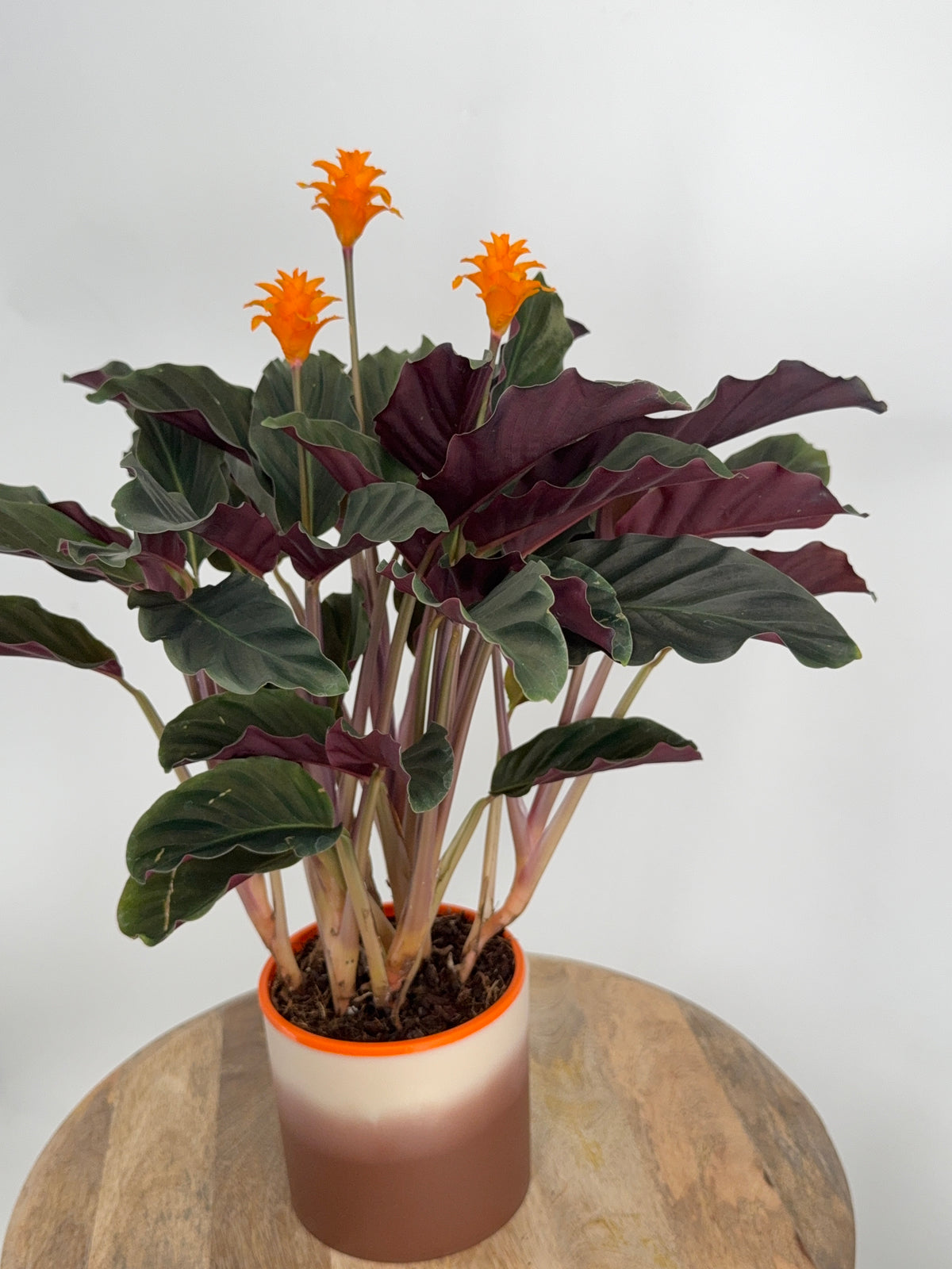 CALATHEA CROCATA TASSMANIA M14