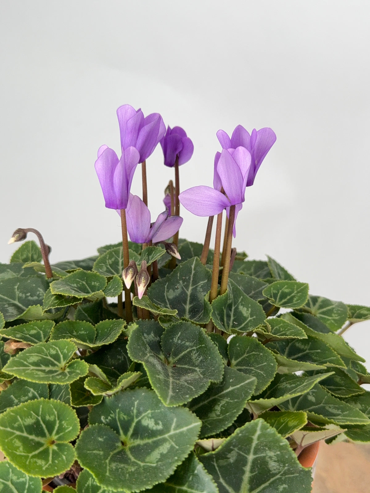 CYCLAMEN MINI M 13