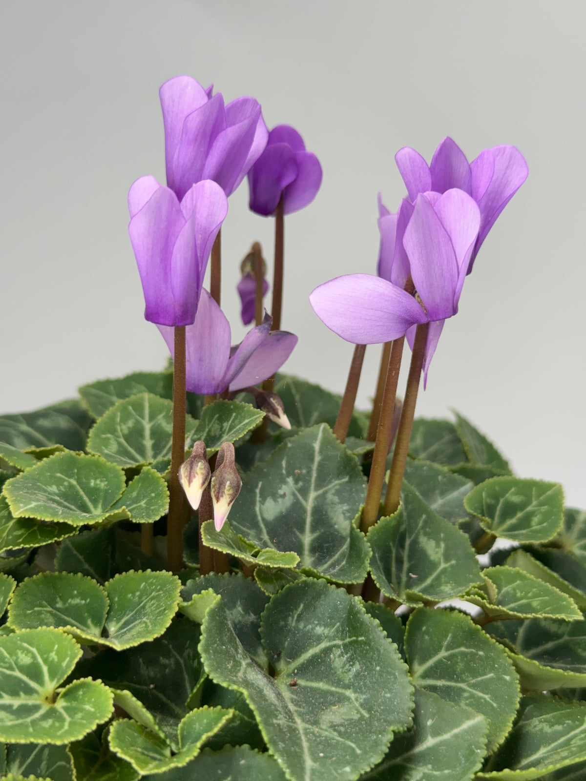 CYCLAMEN MINI M 13