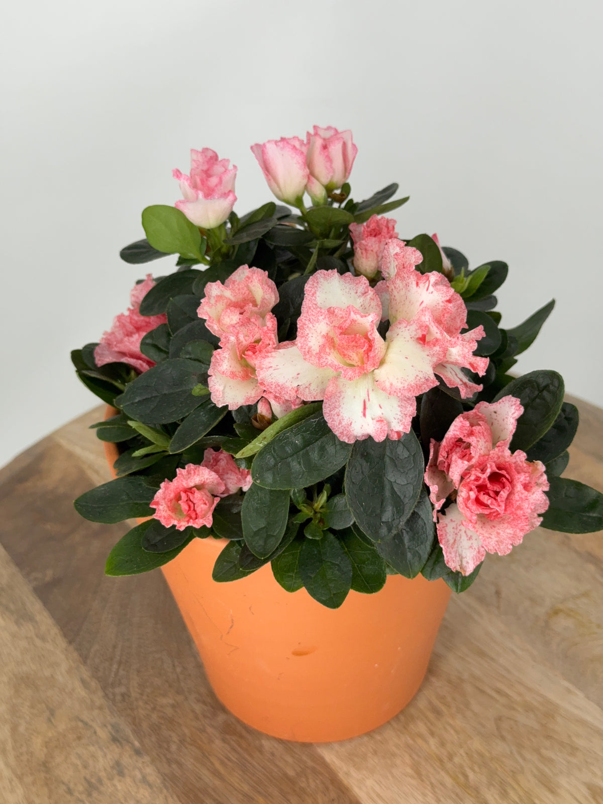 AZALEA MIX M15Y M14