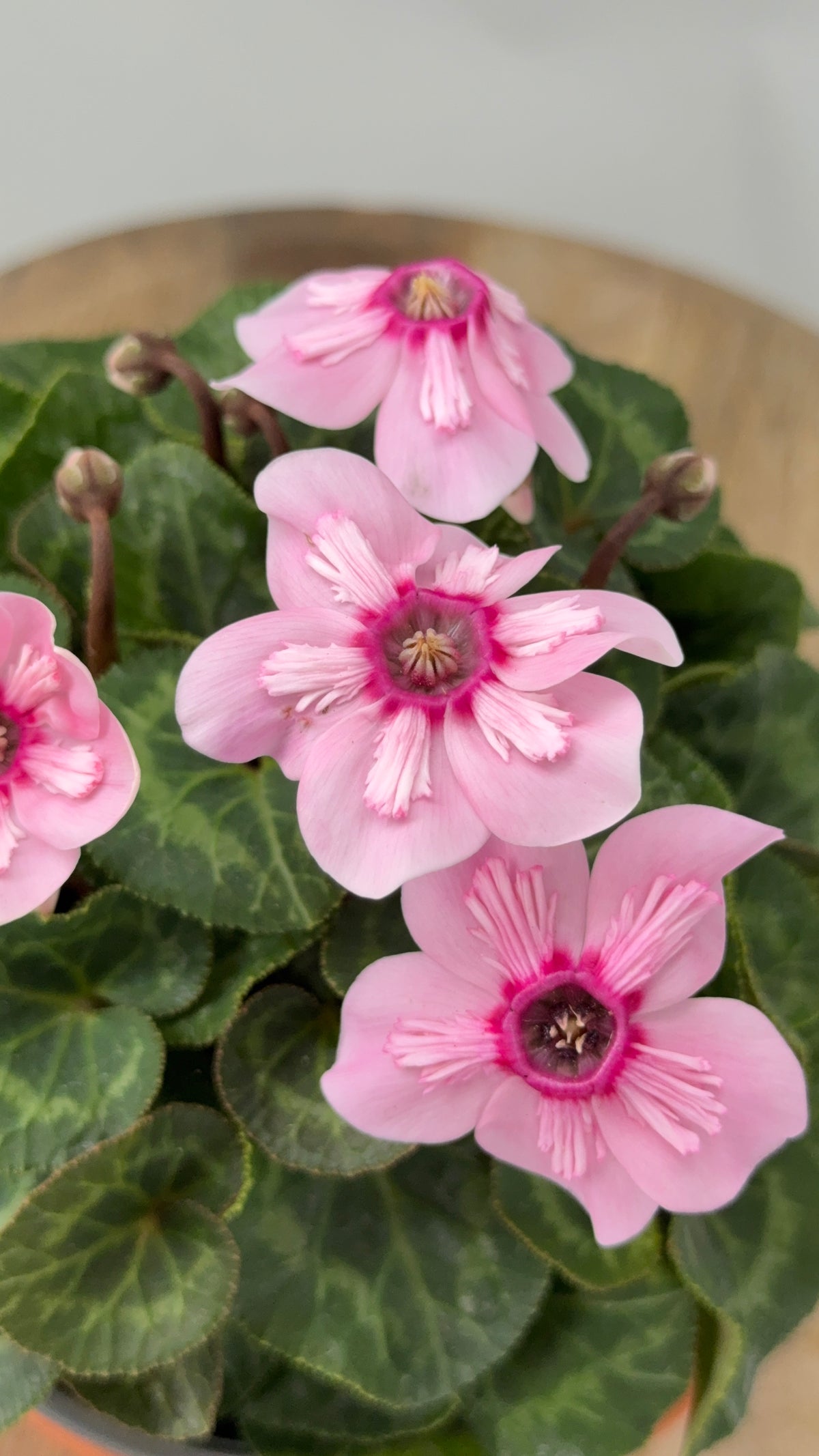 CYCLAMEN MINI M 13