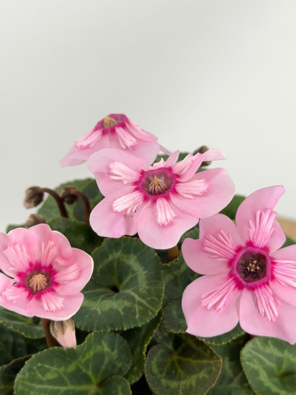 CYCLAMEN MINI M 13