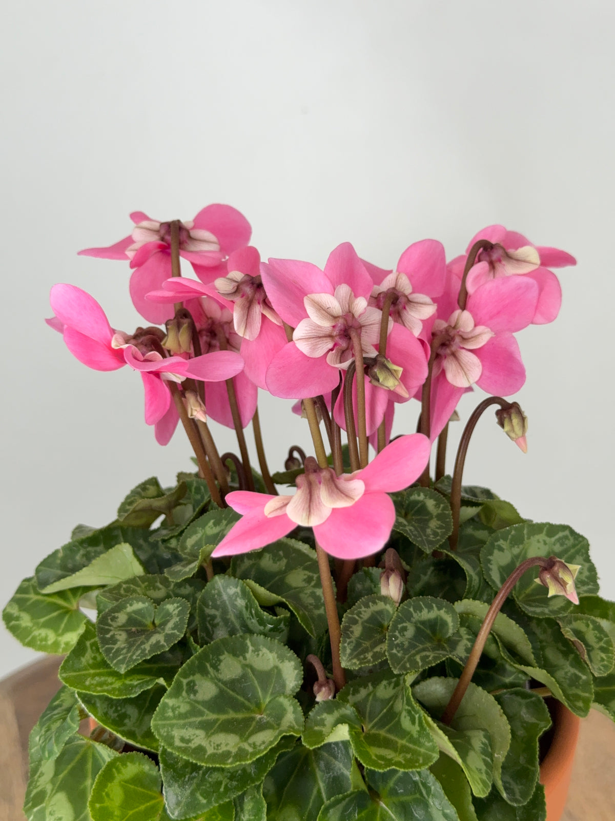 CYCLAMEN MINI M 13