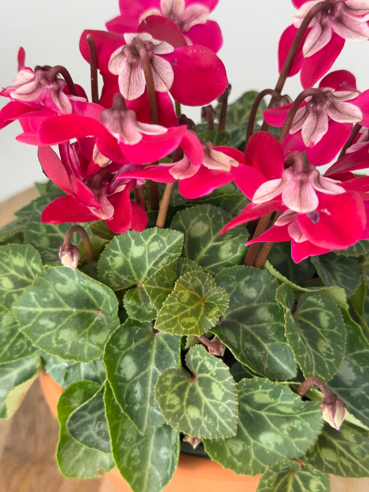 CYCLAMEN MINI M 13