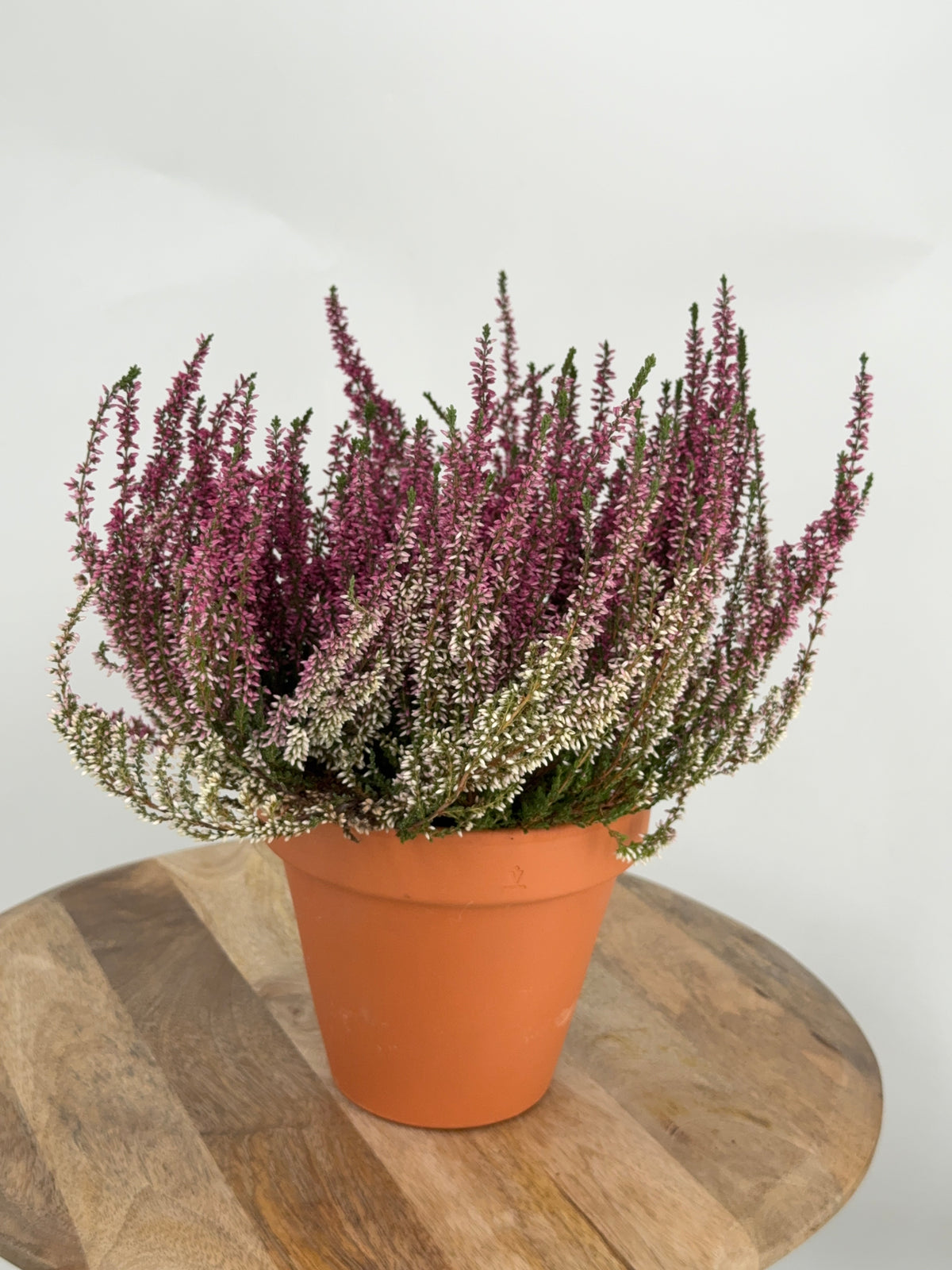 CALLUNA VULGARIS M-12