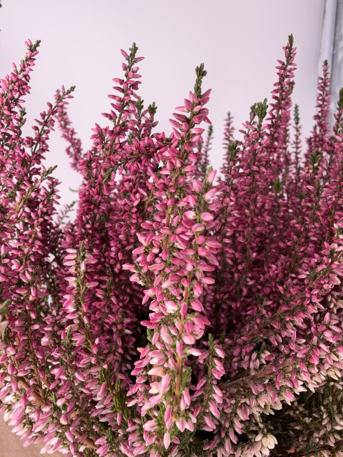 CALLUNA VULGARIS M-12