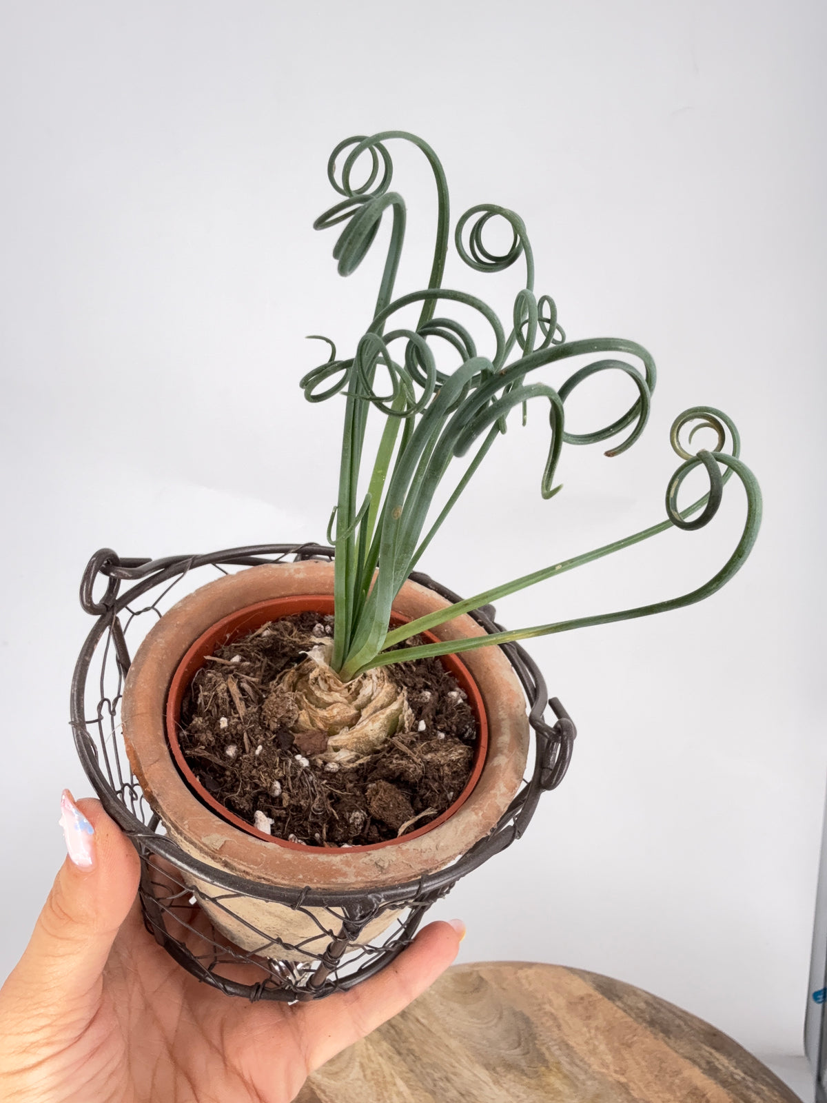 ALBUCA FRIZZLE SIZZLE SPIRALIS