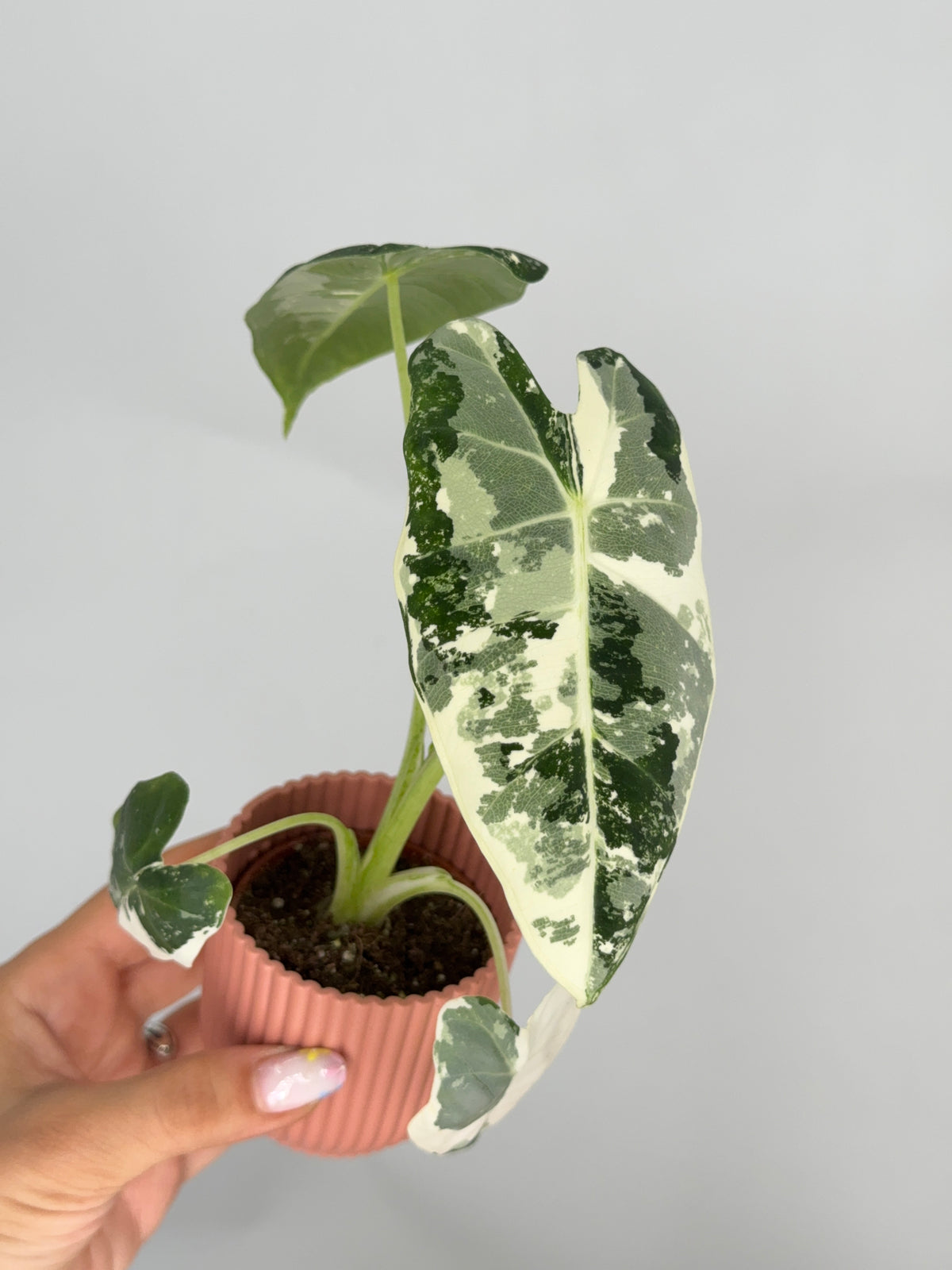 ALOCASIA FRYDEK VARIEGATA M8