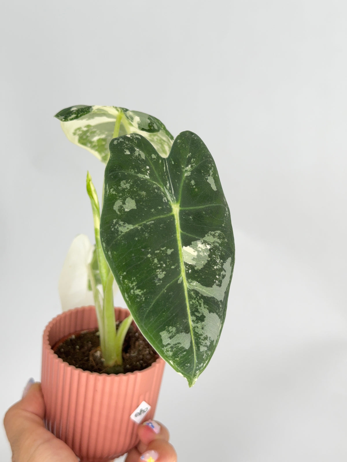 ALOCASIA FRYDEK VARIEGATA M8