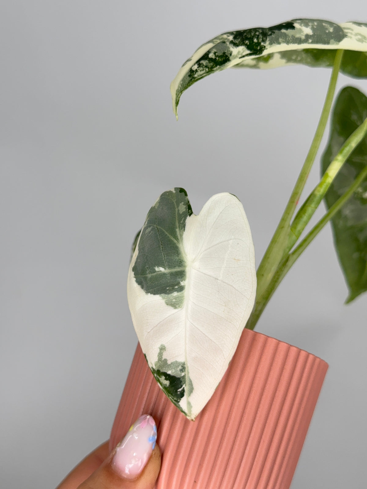 ALOCASIA FRYDEK VARIEGATA M8