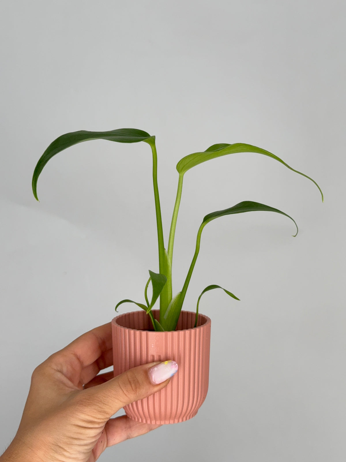 MONSTERA BURLE MARX FLAME M6