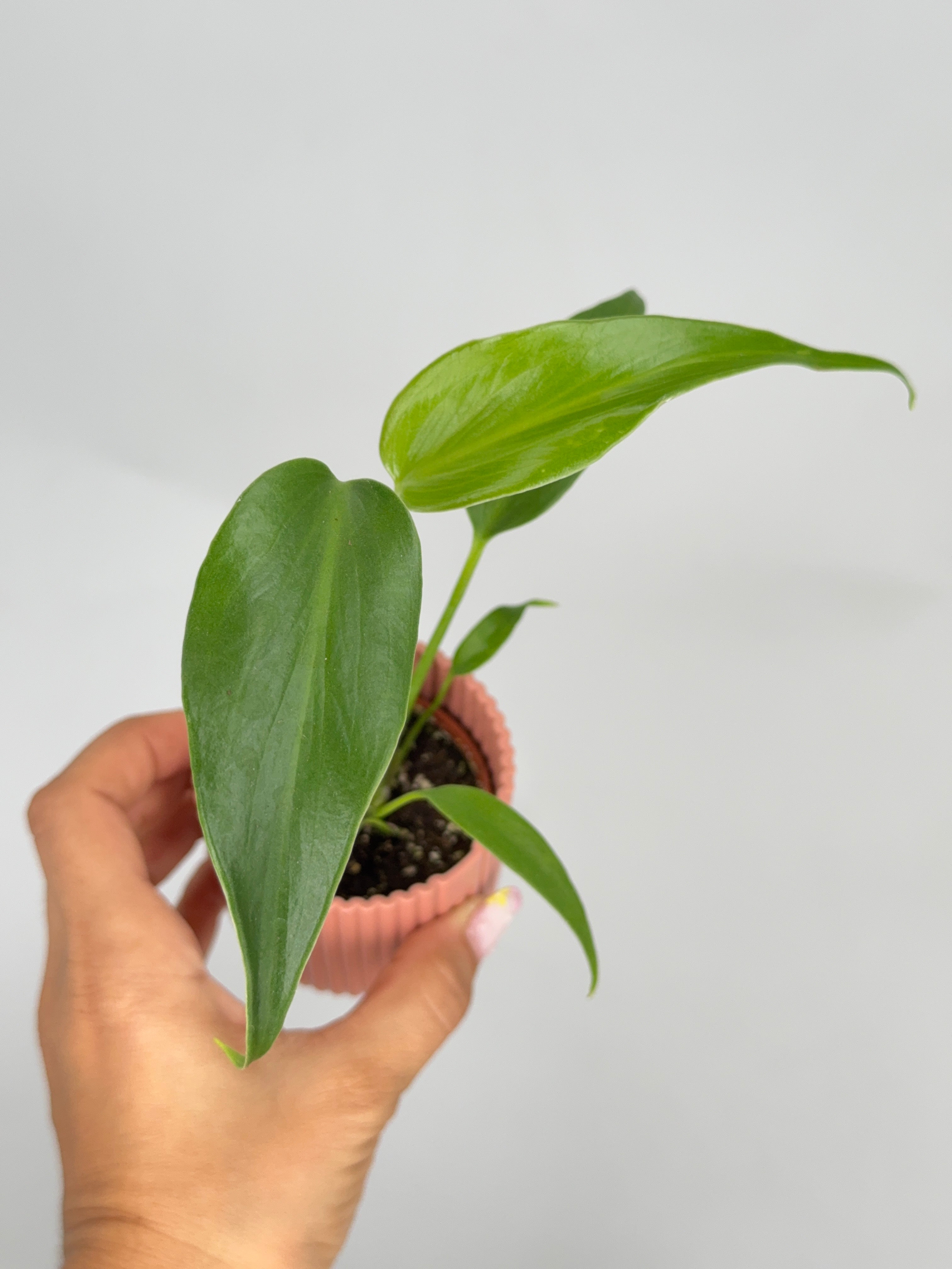 MONSTERA BURLE MARX FLAME M6