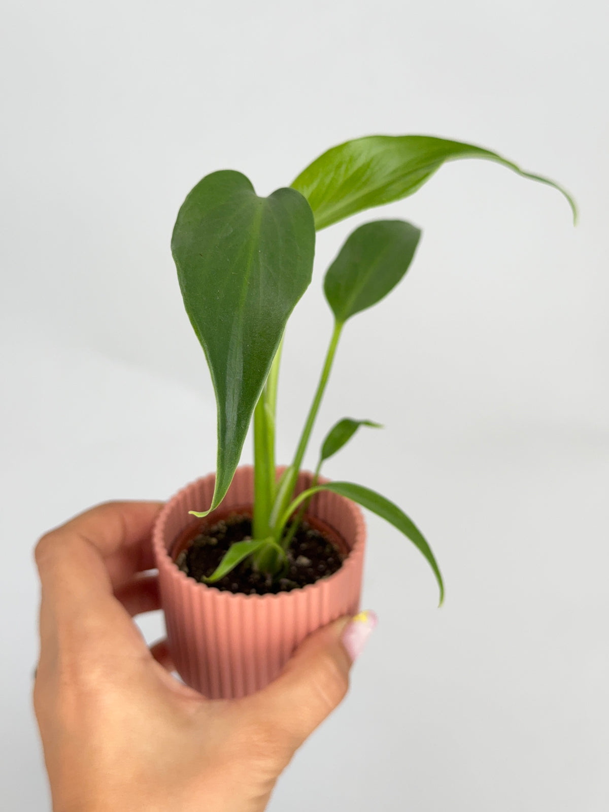 MONSTERA BURLE MARX FLAME M6
