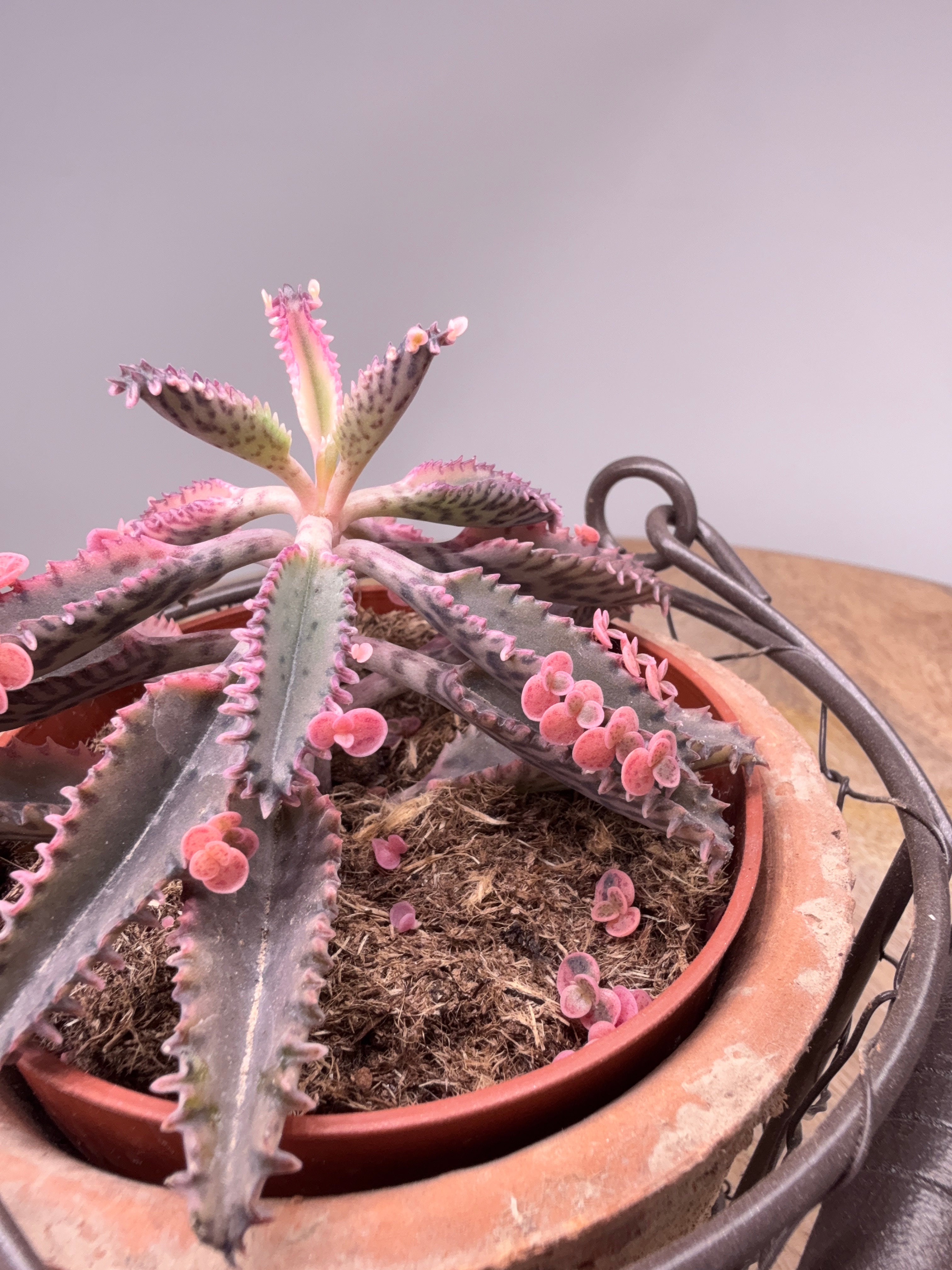 KALANCHOE ROSADO BUTTERFLY M10,5