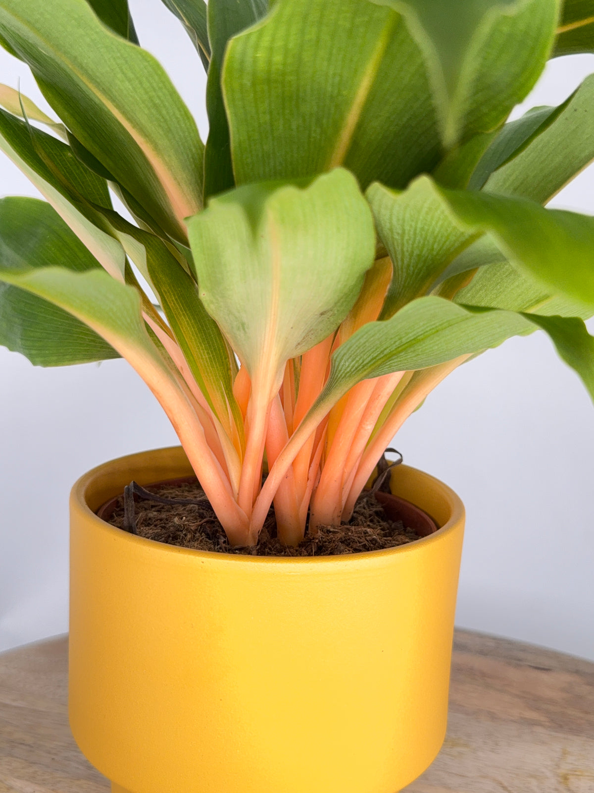 CLOROPHYTUM ORCHIDASTRUM GREEN ORANGE M12