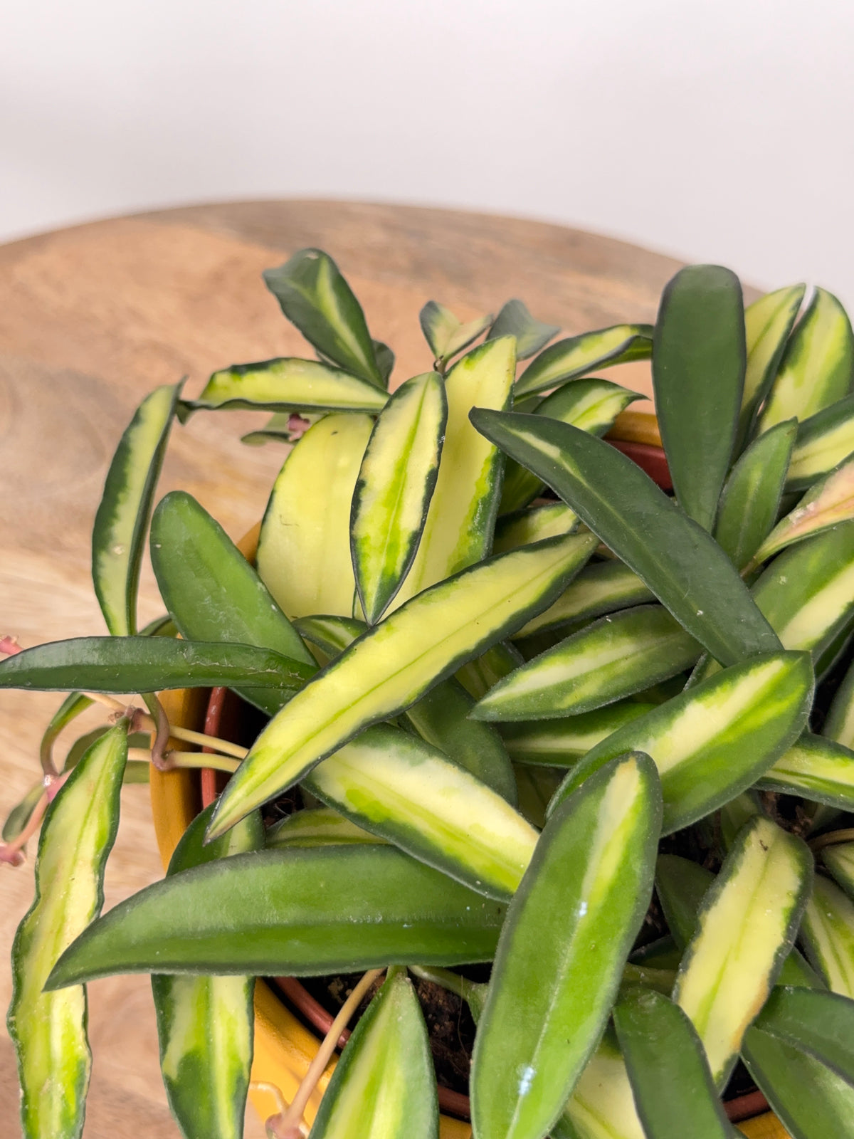 HOYA WAYETTI TRICOLOR M12