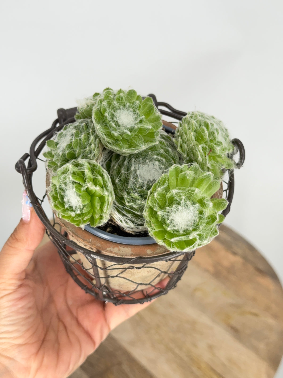 SEMPERVIVUM MIX M9