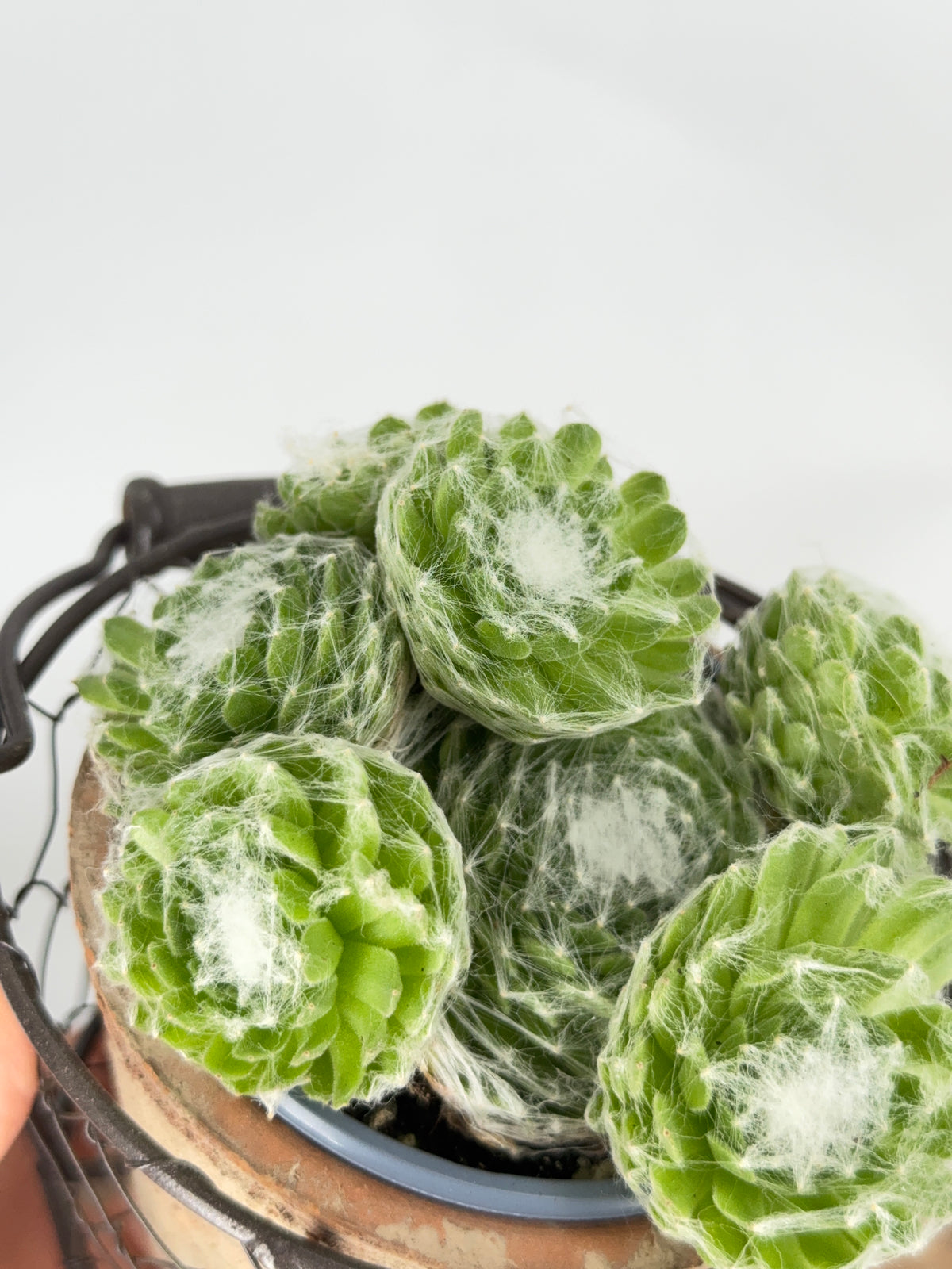 SEMPERVIVUM MIX M9