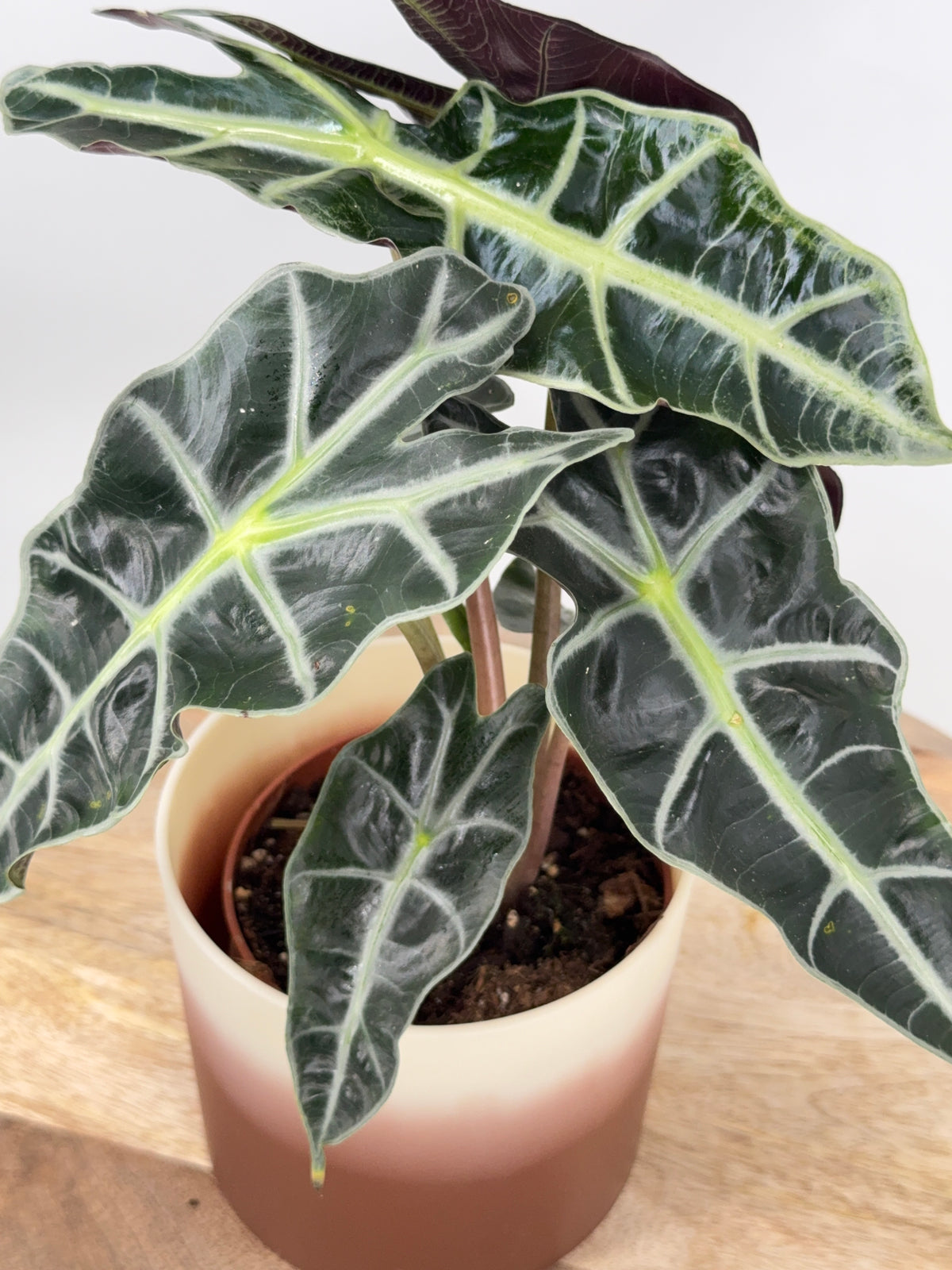 ALOCASIA POLLY M12