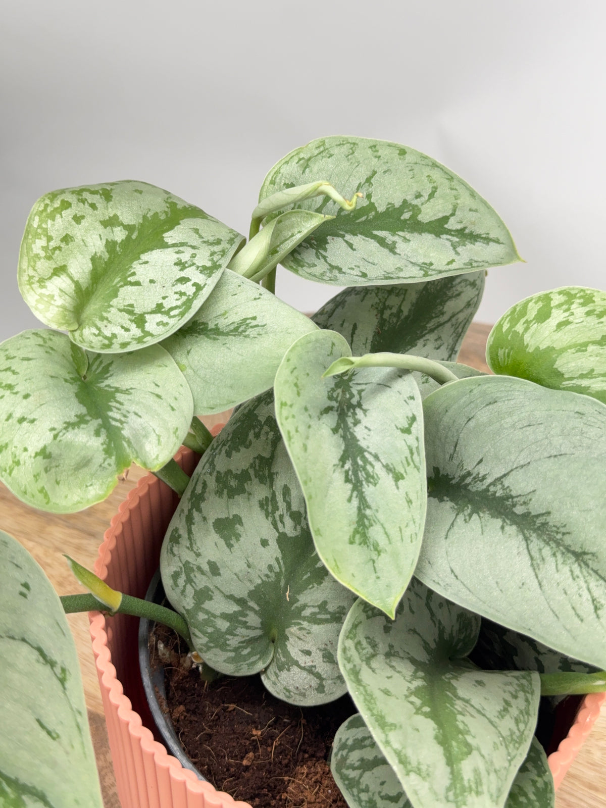 SCINDAPSUS PICTUS TREBIE M12
