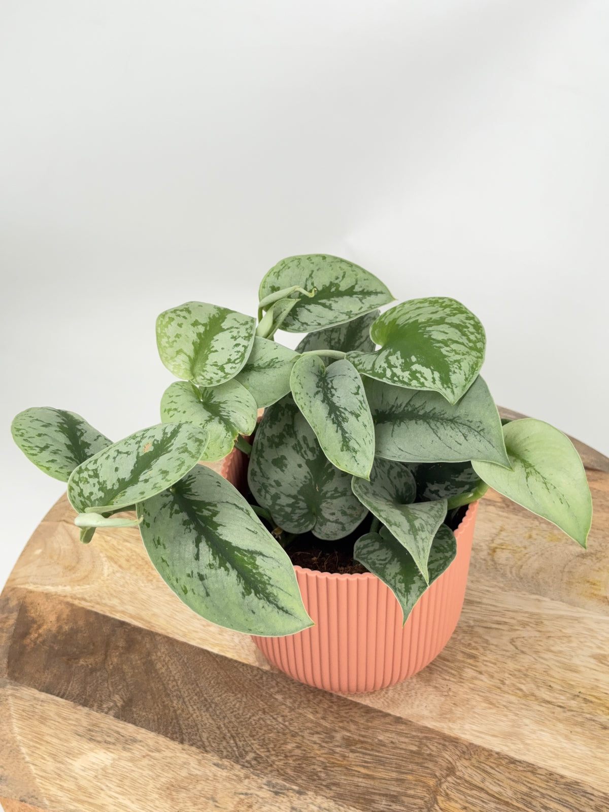 SCINDAPSUS PICTUS TREBIE M12