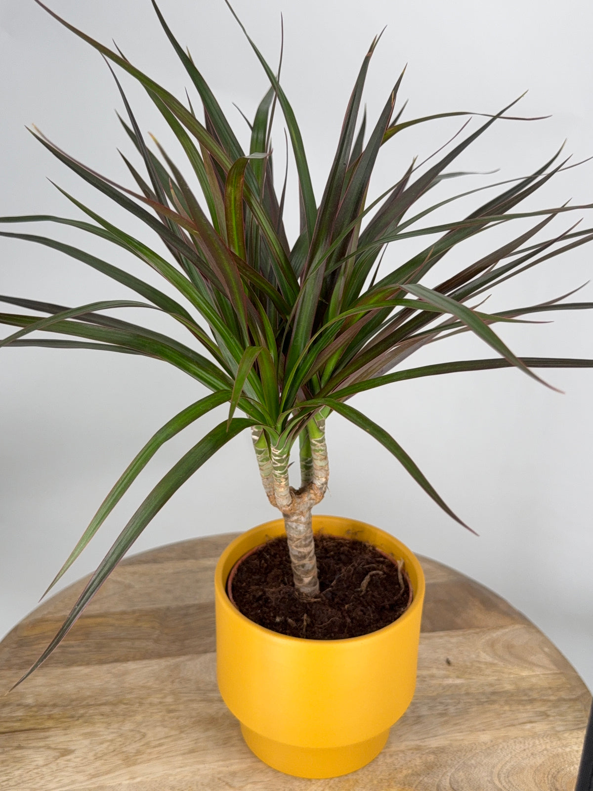 DRACAENA MARGINATA MAGENTA M7