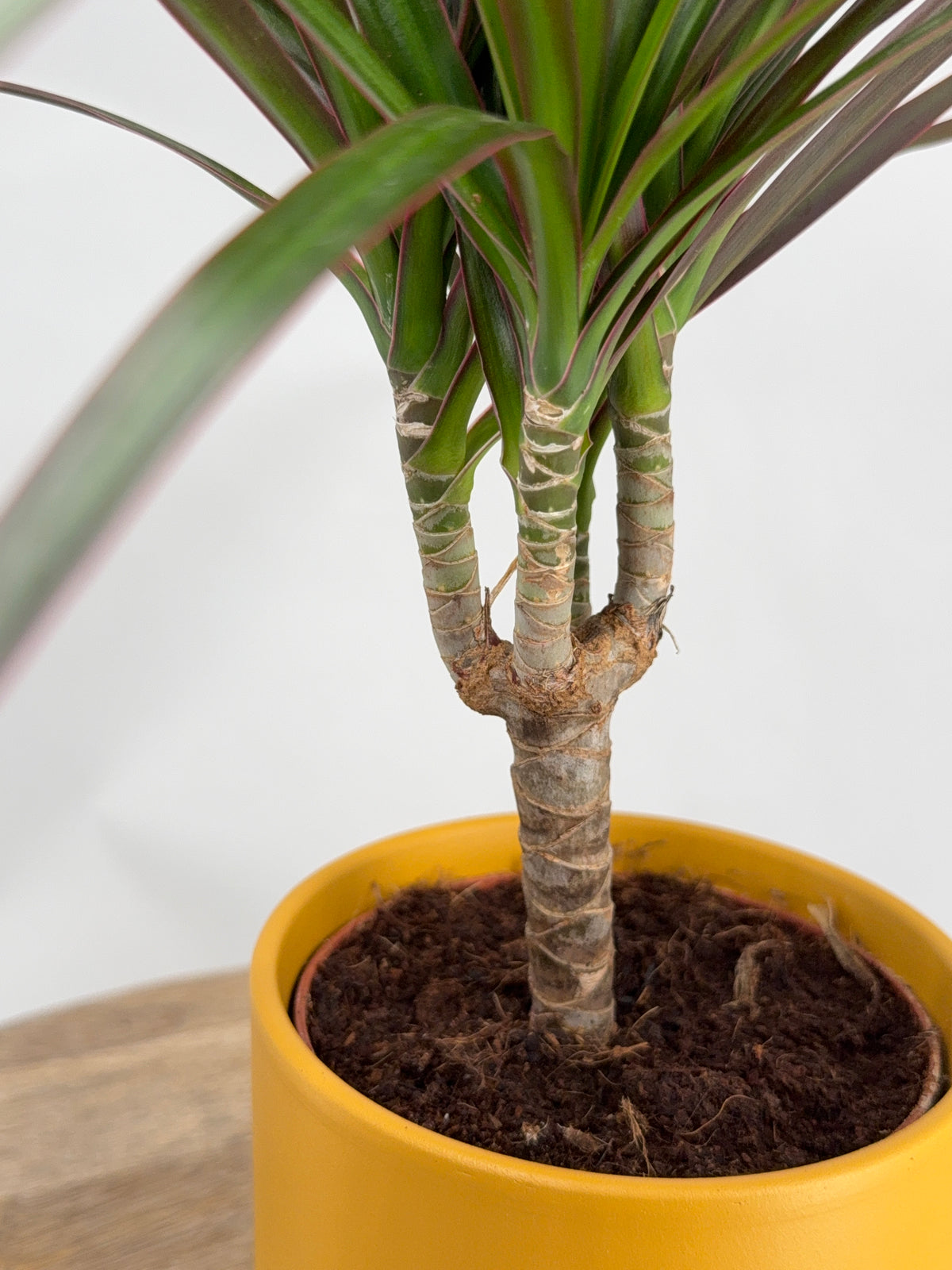 DRACAENA MARGINATA MAGENTA M7