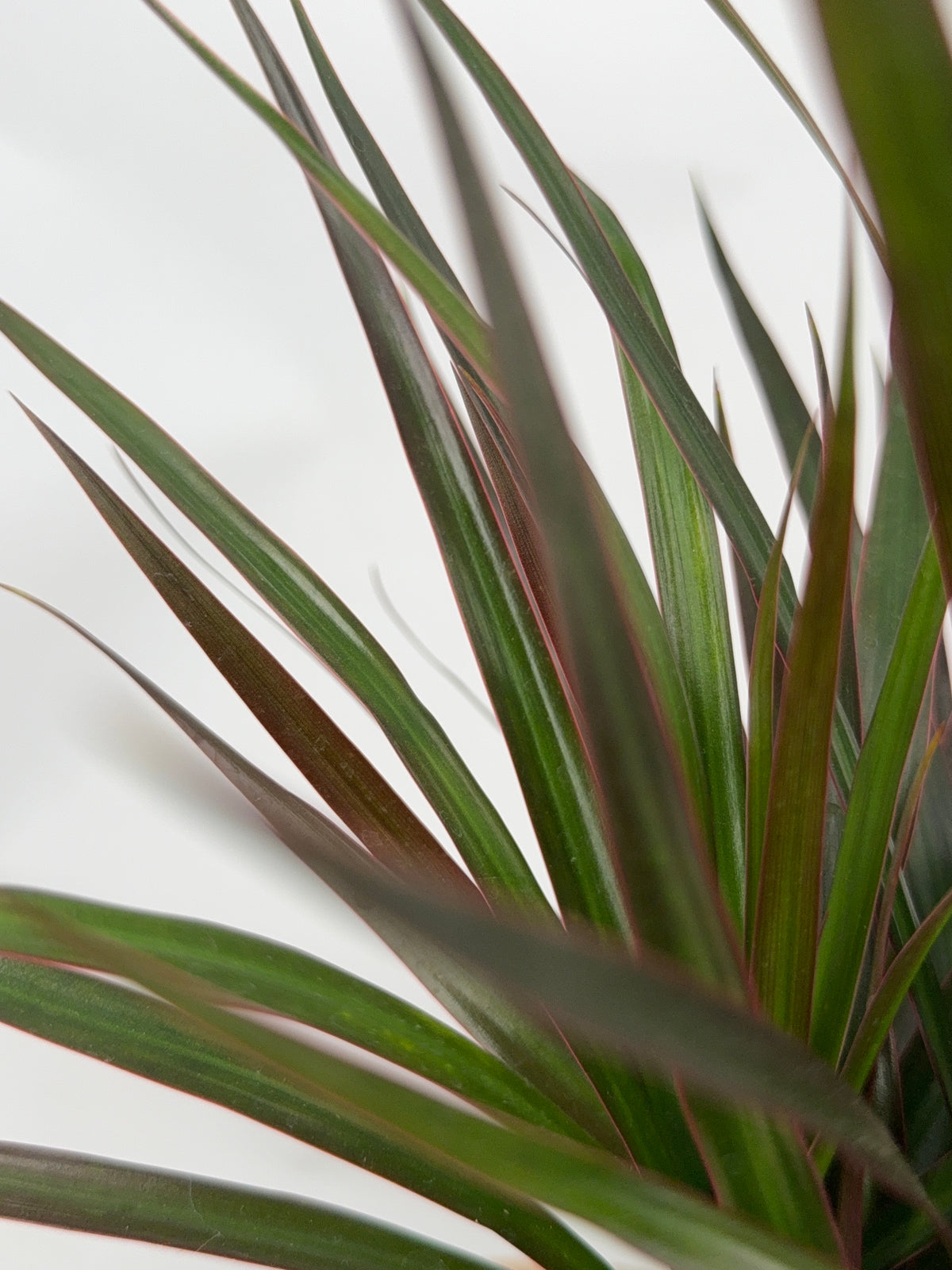 DRACAENA MARGINATA MAGENTA M7