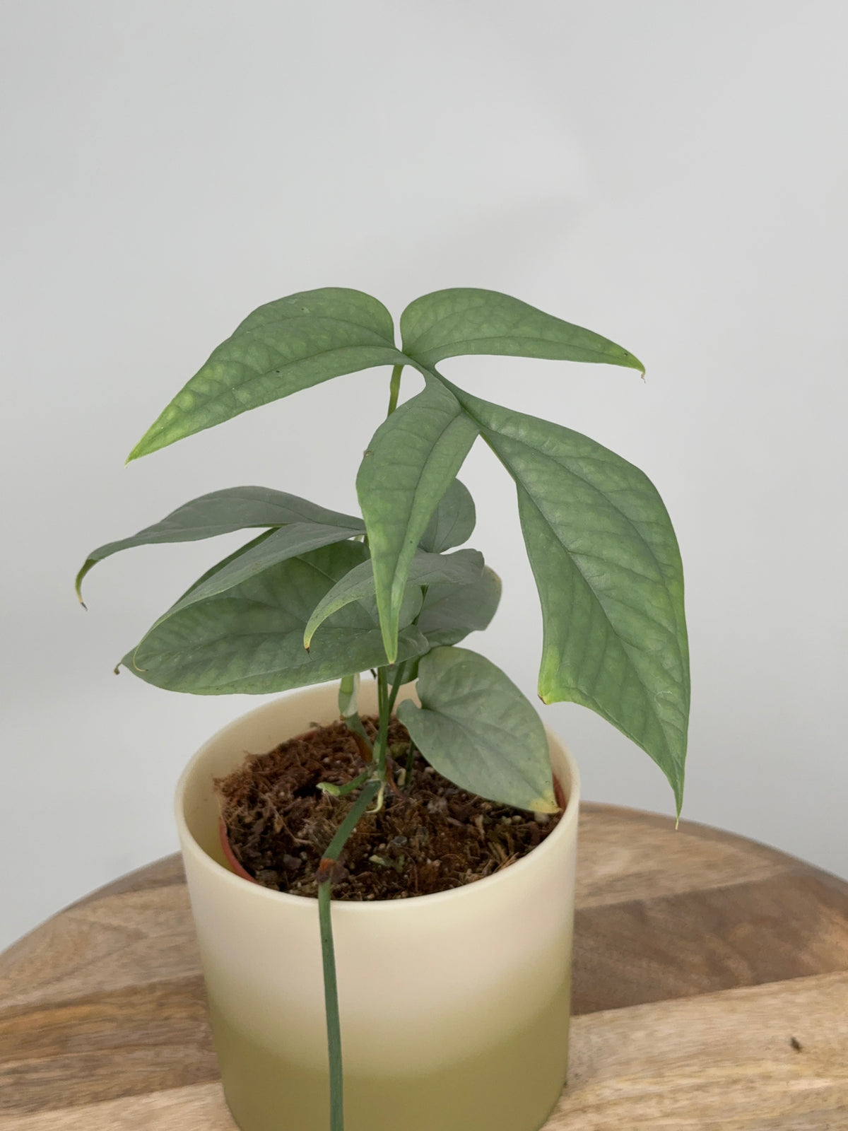 MONSTERA AMYDRIUM MEDIOUM SILVER M12