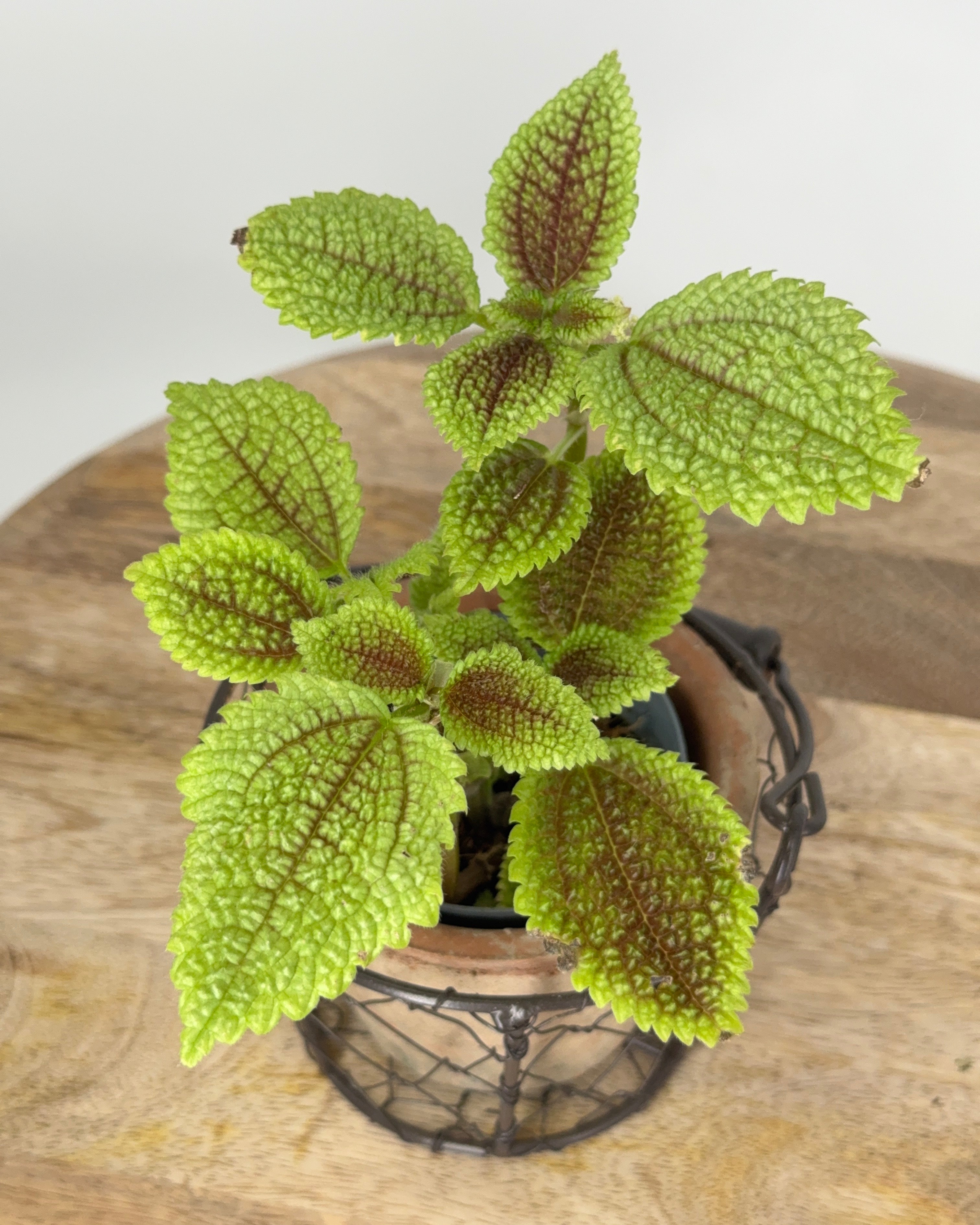 PILEA ALUMI M8.5