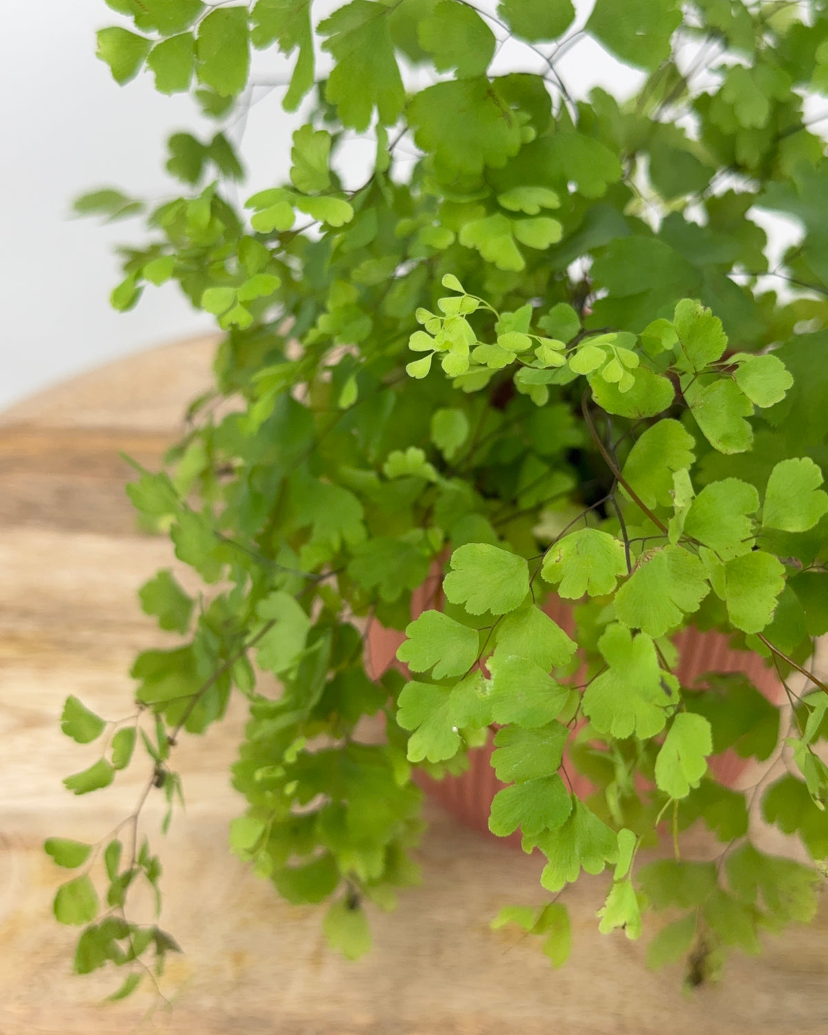 ADIANTUM RAD FRAGRANS M8,5