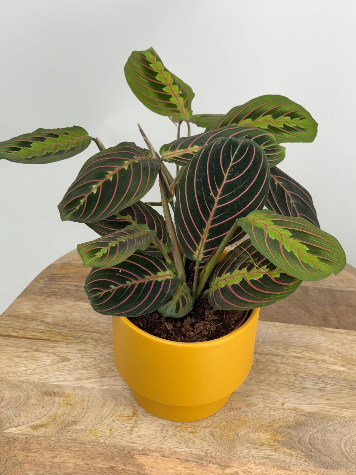 MARANTA LEU. FASCINATOR