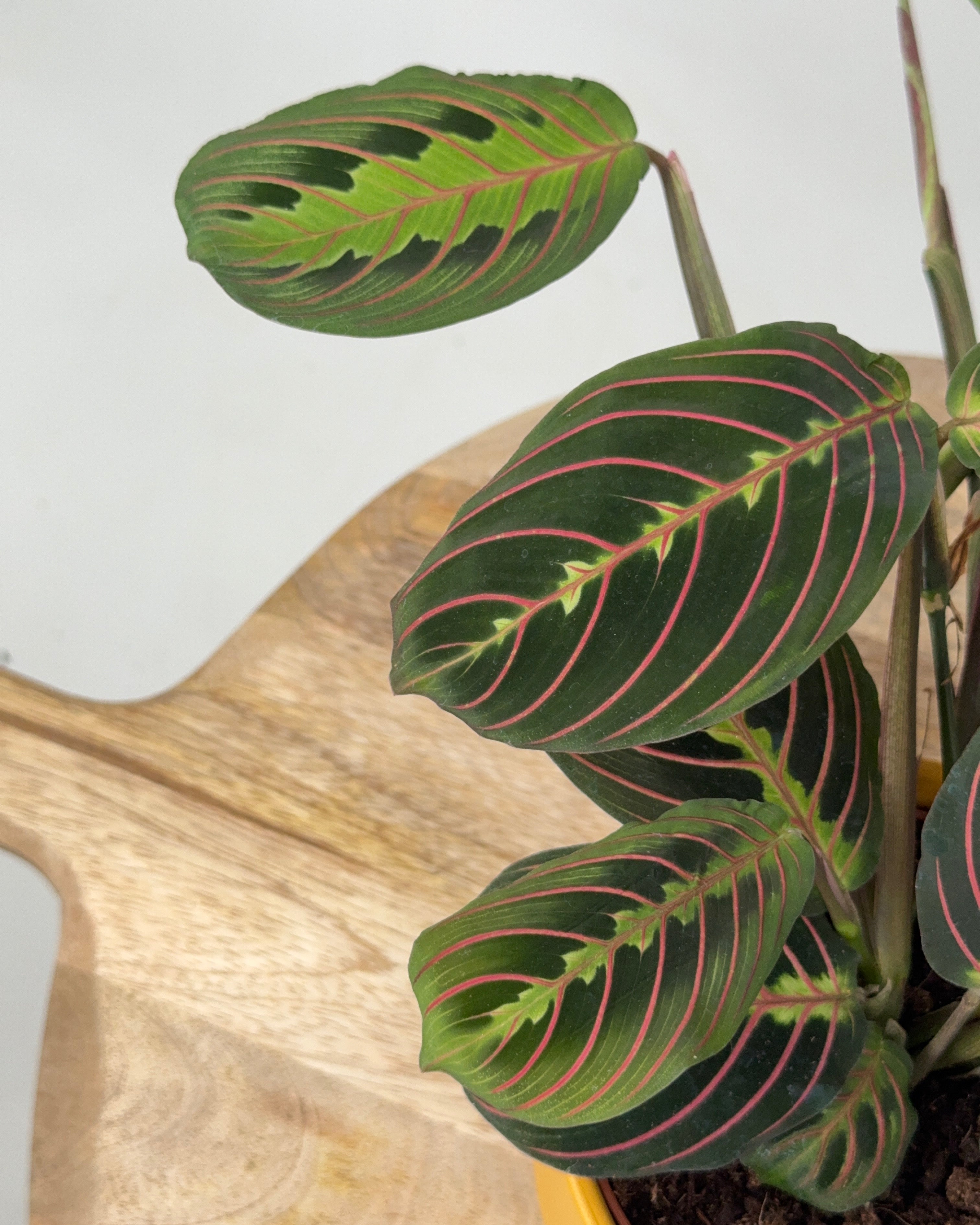 MARANTA LEU. FASCINATOR