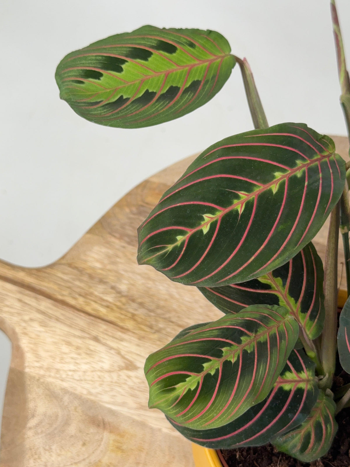 MARANTA LEU. FASCINATOR