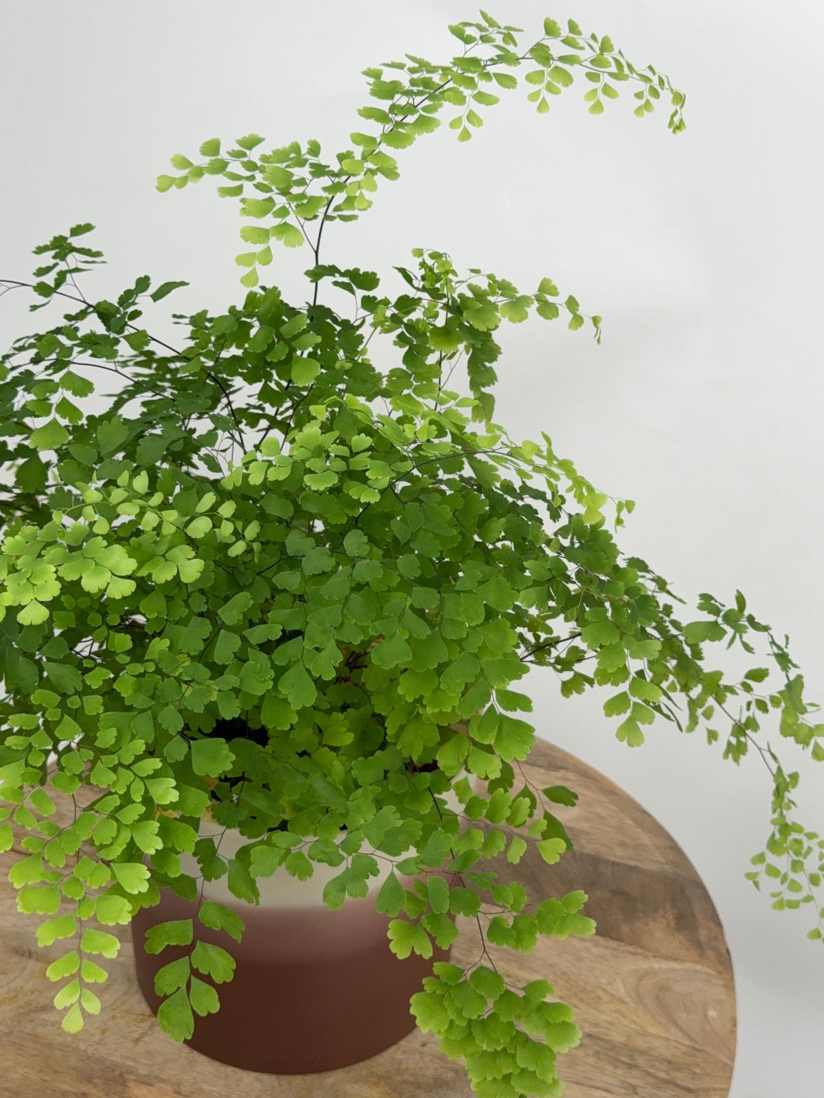 ADIANTUM MEZCLADO