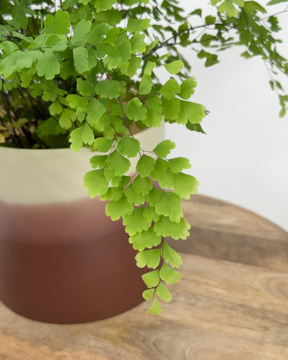 ADIANTUM MEZCLADO