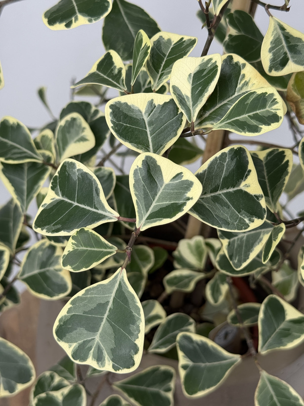 FICUS TRIAN SWEETHEART M17