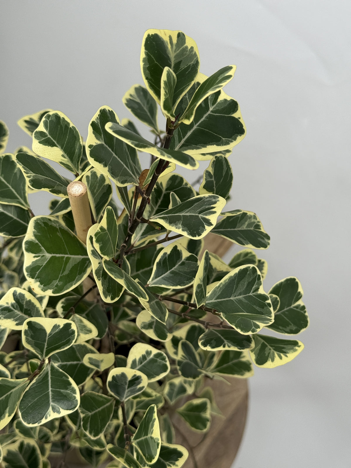 FICUS TRIAN SWEETHEART M17