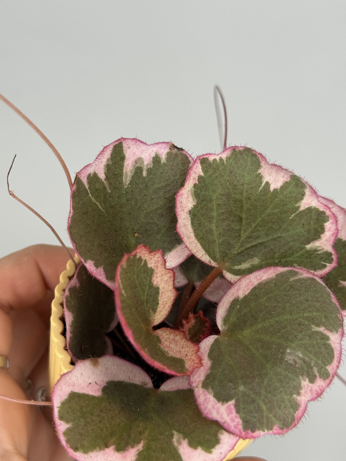 SAXIFRAGA STOL. TRICOLOR M6