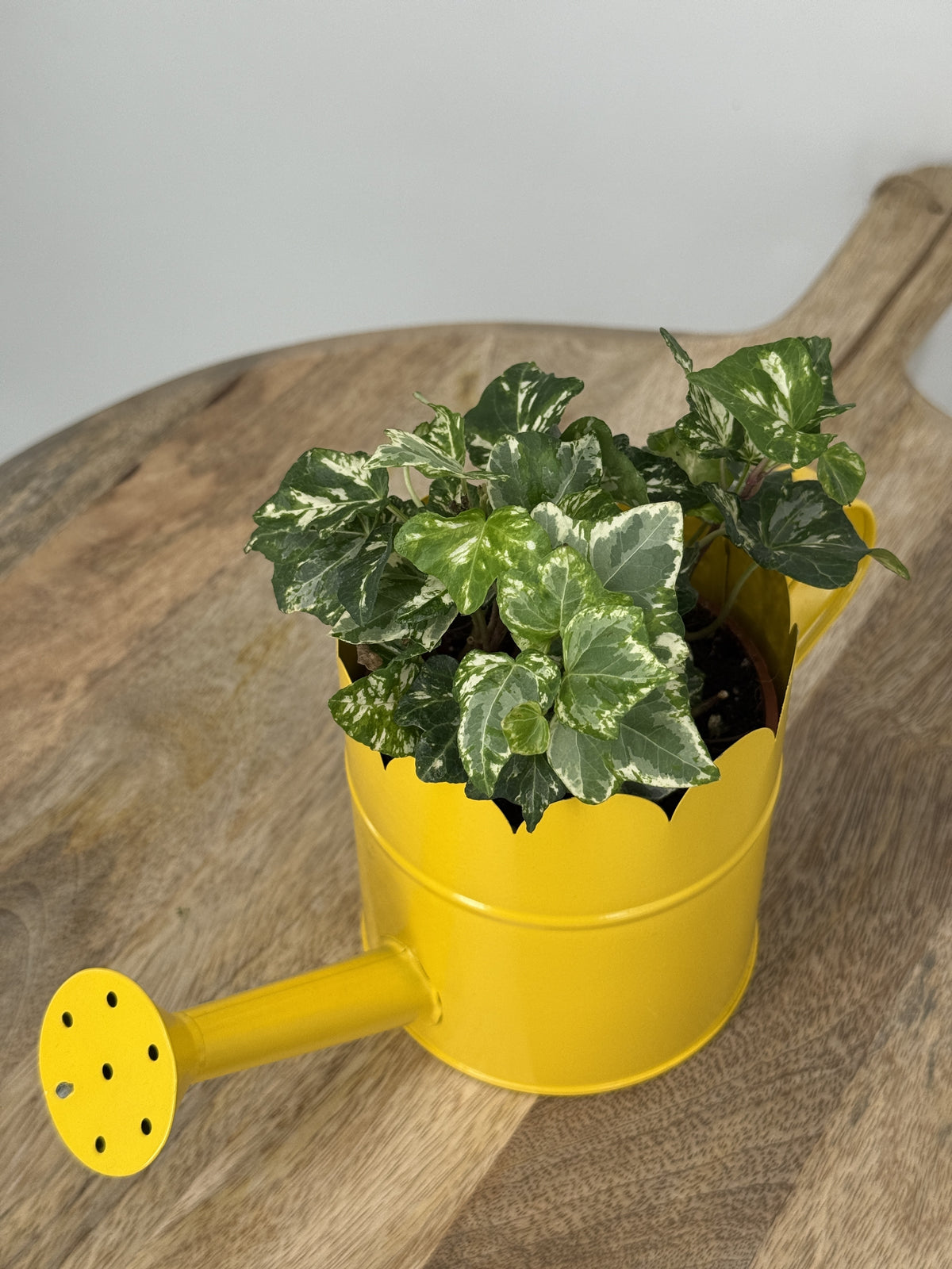 HEDERA HELIX MIX M9