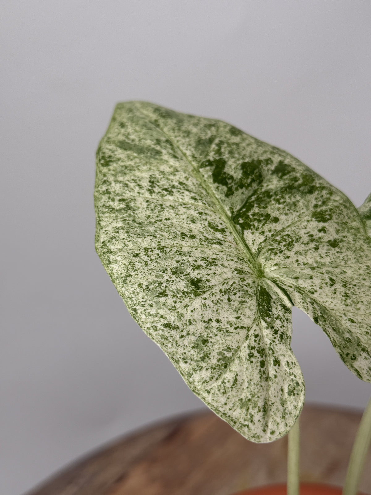 ALOCASIA ODORA VARIEGATA