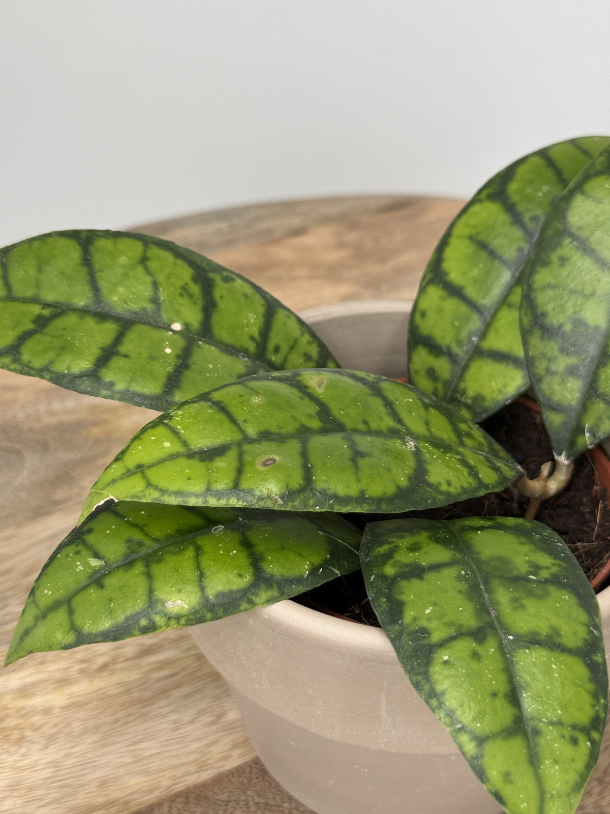 HOYA CALLISTOPHYLLA BLACK CAT M9