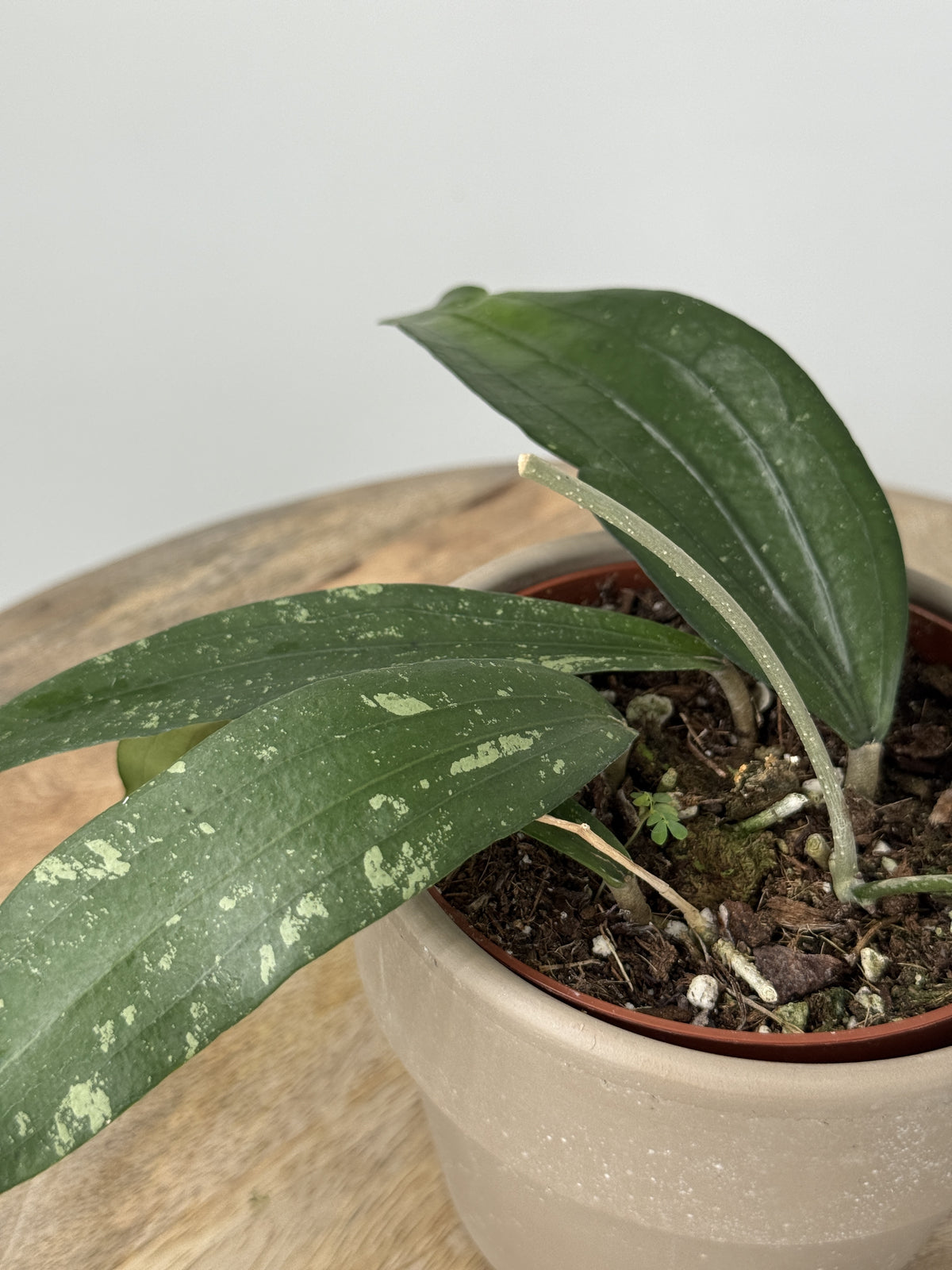 HOYA RINDU RAFFESIA