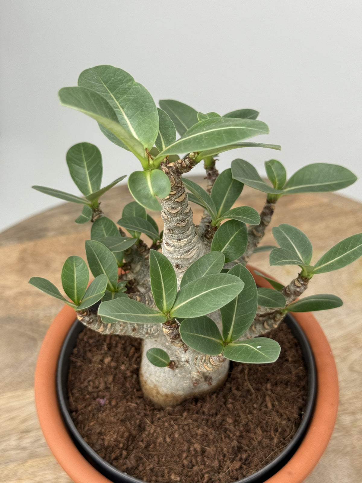 ADENIUM ANSU BAOBAB M12CM