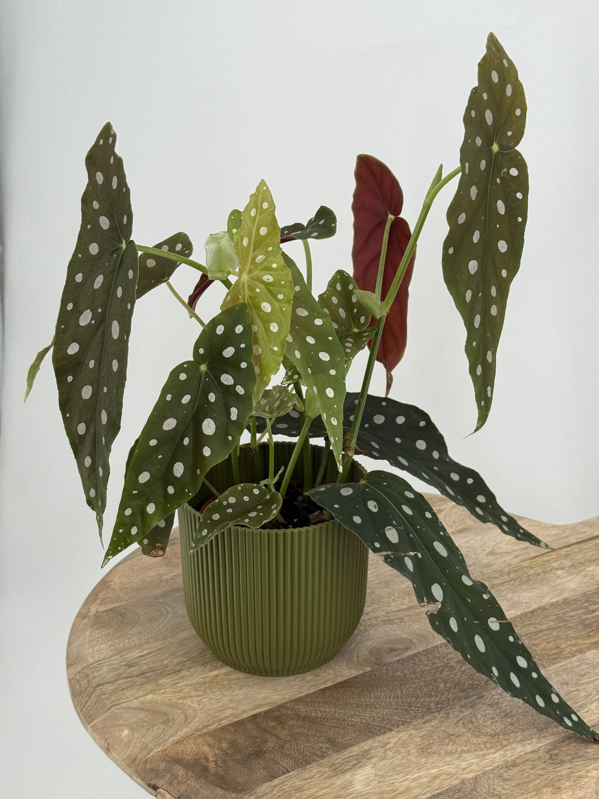 BEGONIA FOLIAGE MACULATA