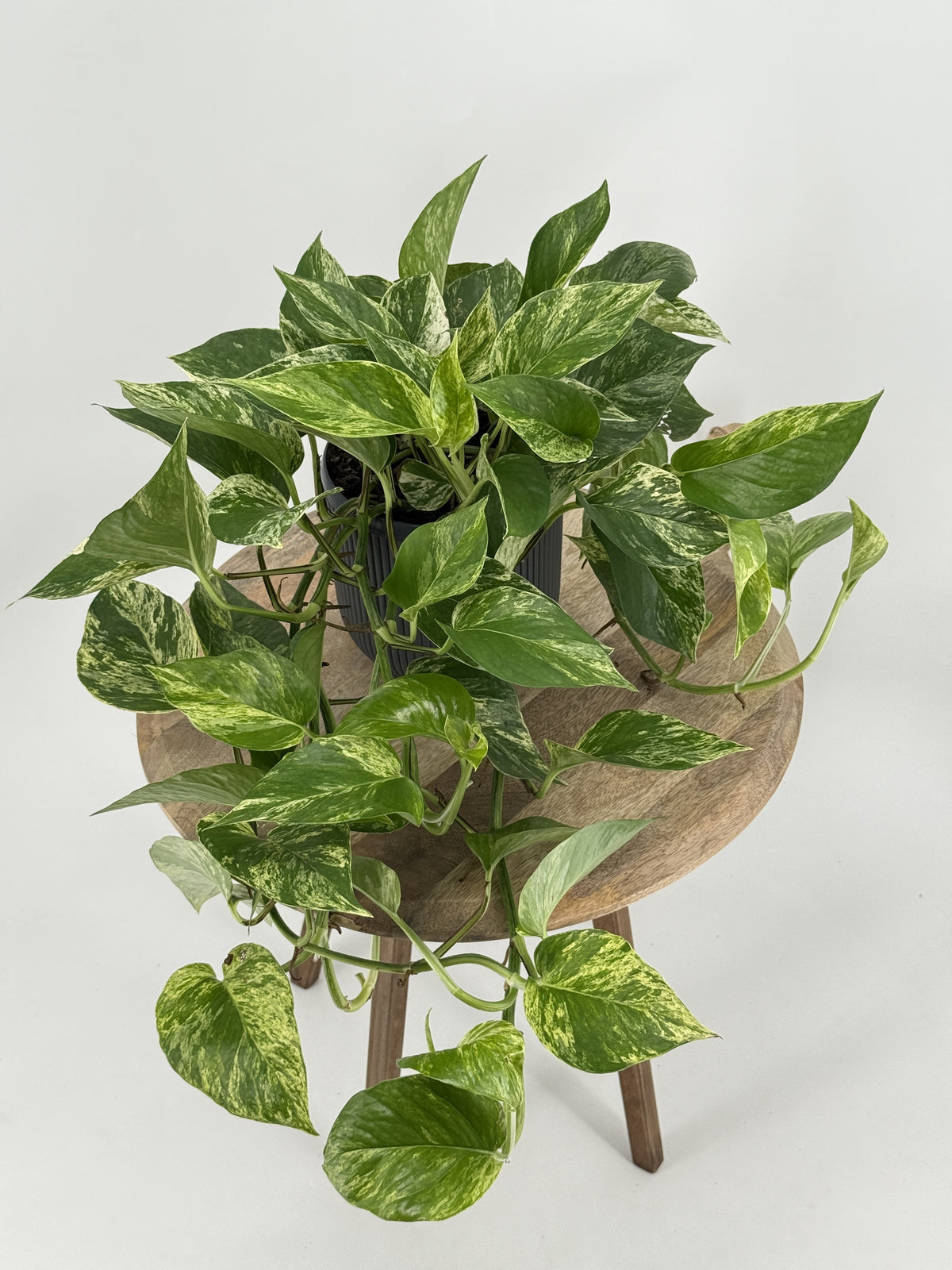 EPIPREMNUM PIN MARBLE QUEEN HANGING M17
