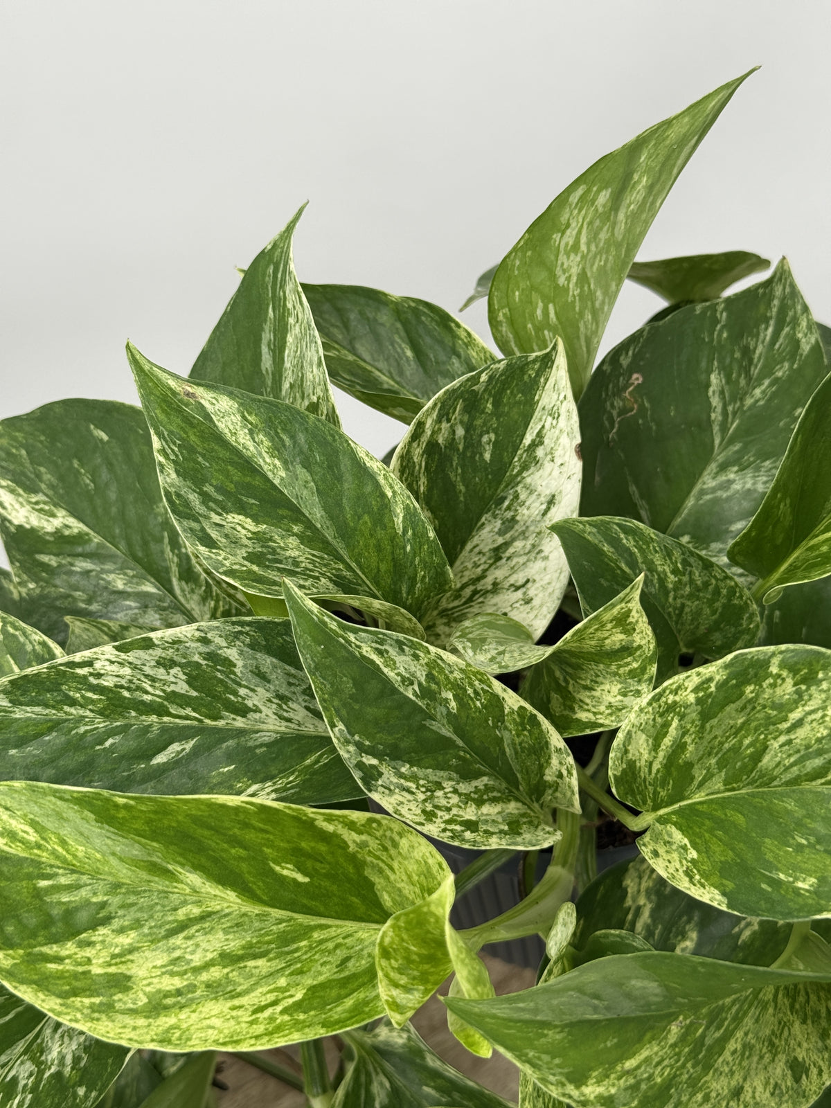 EPIPREMNUM PIN MARBLE QUEEN HANGING M17