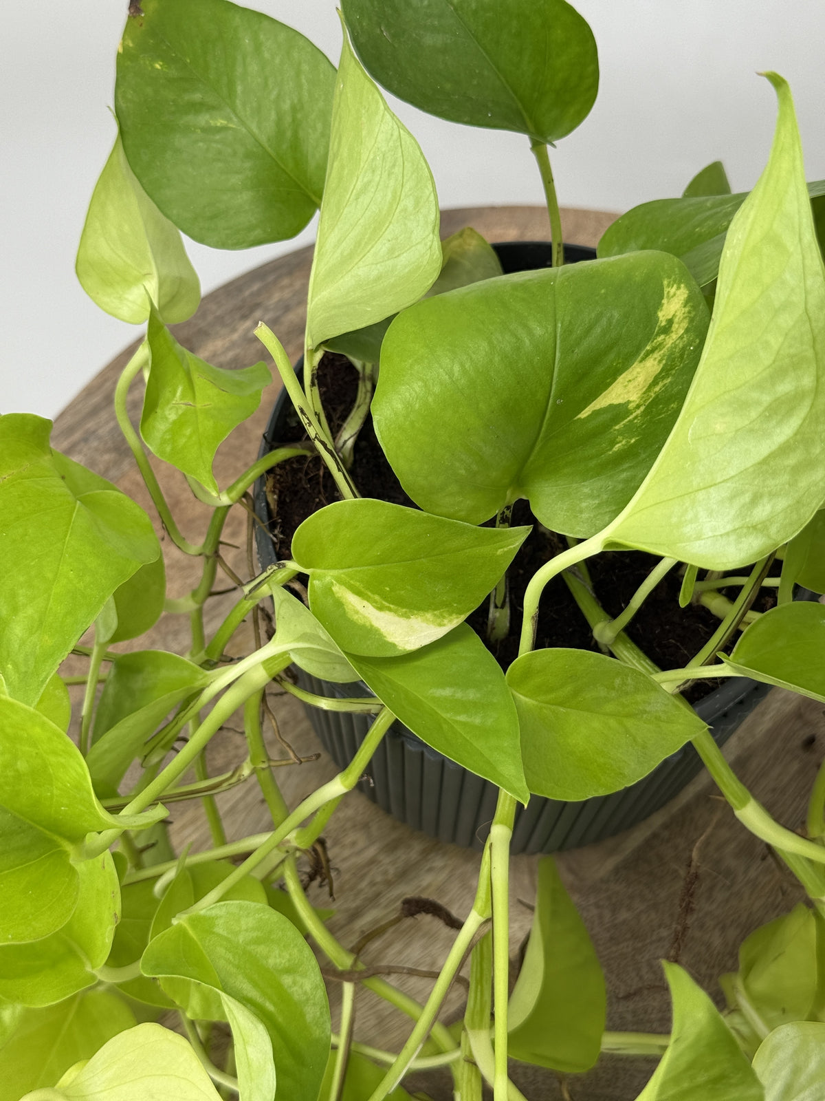 EPIPREMNUM PIN GOLDEN POTHOS HANGING